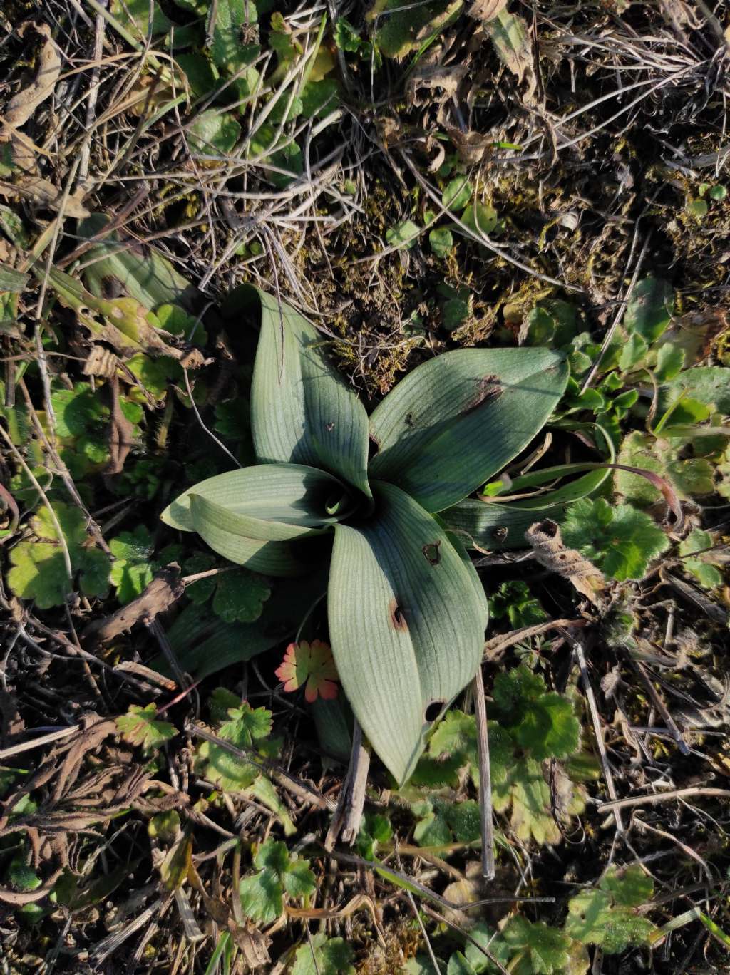 Identificazione rosette basali